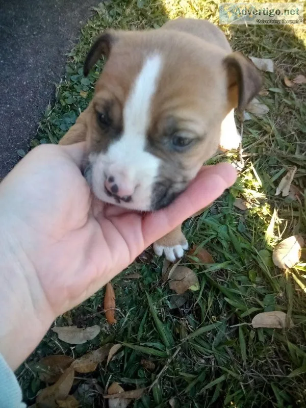 Free to good home