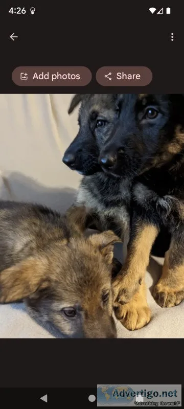 German Shepherds for sale