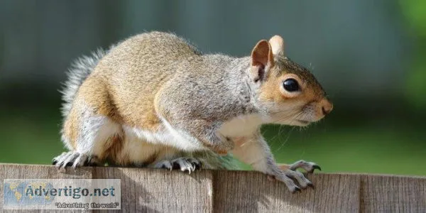 Squirrel Removal in Atlanta