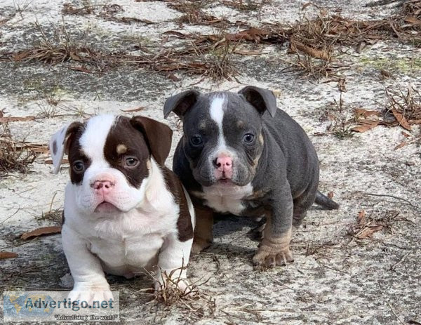 LUKAS - AMERICAN BULLY PUPPY FOR SALE