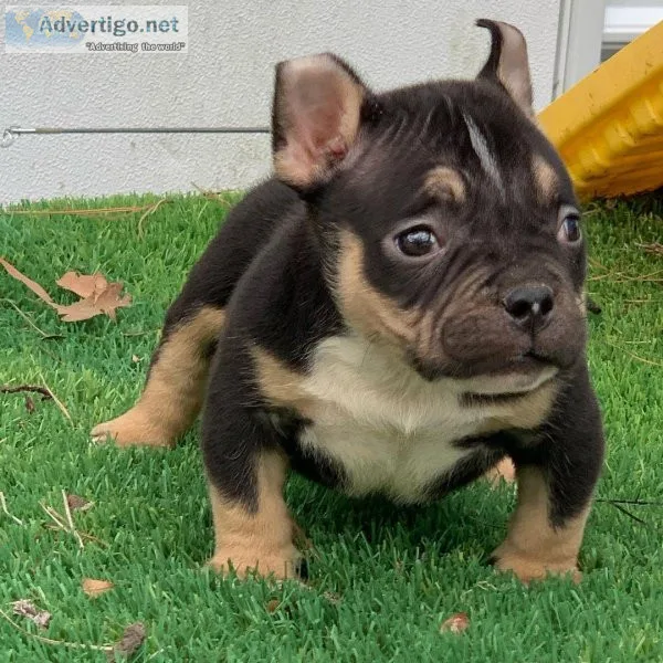DAISY - AMERICAN BULLY PUPPY FOR SALE