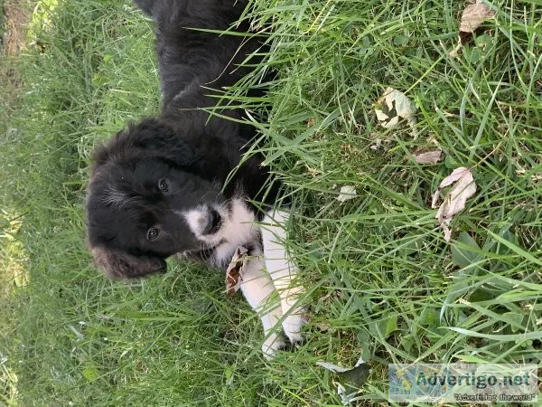 Bordoodle puppies