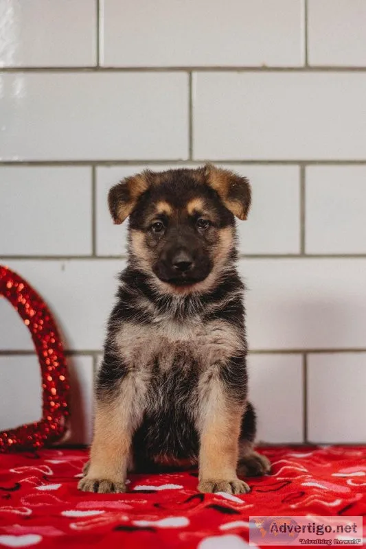 Rachelle German Shepherd