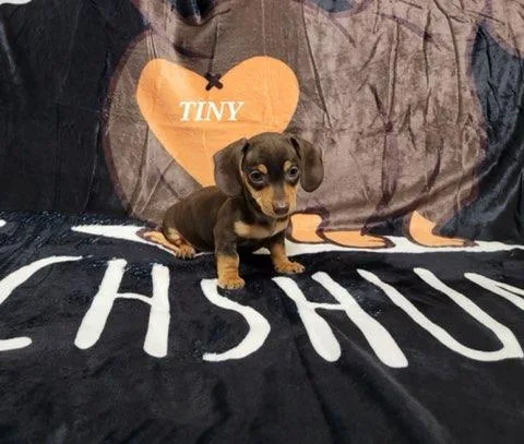 Tiny Dachshund
