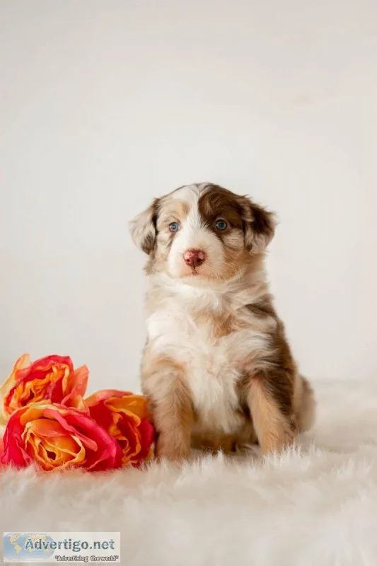 Rose Aussiedoodle
