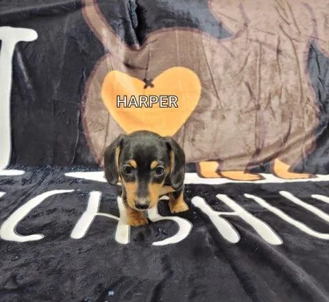 Harper Dachshund