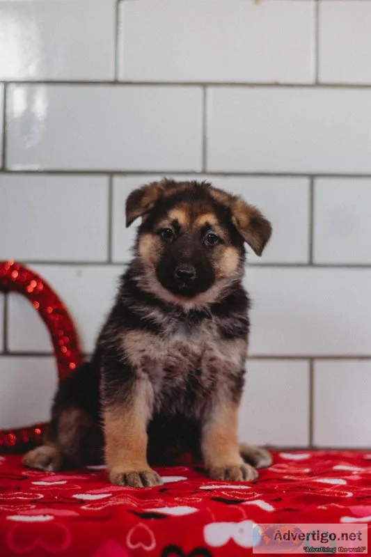Rosie German Shepherd