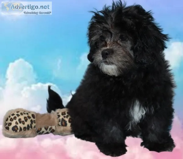 Ariel Female Shihpoo