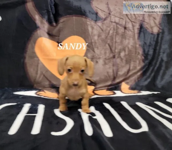 Sandy Dachshund