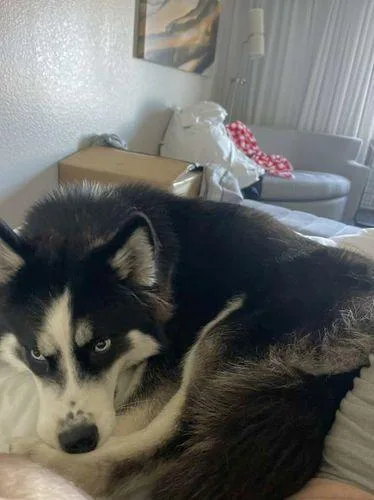 Gorgeous Papered 9 Mo Old Purebred Husky Puppy