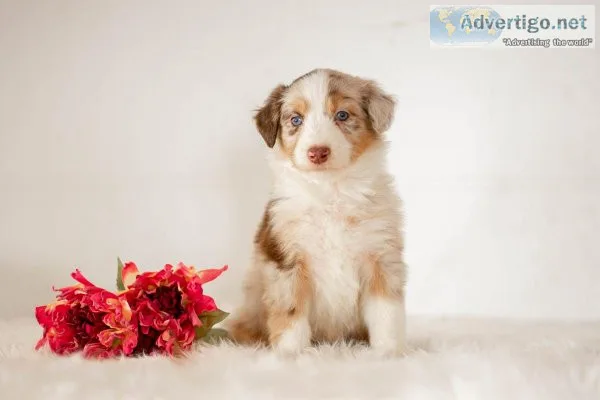 Tank Aussiedoodle
