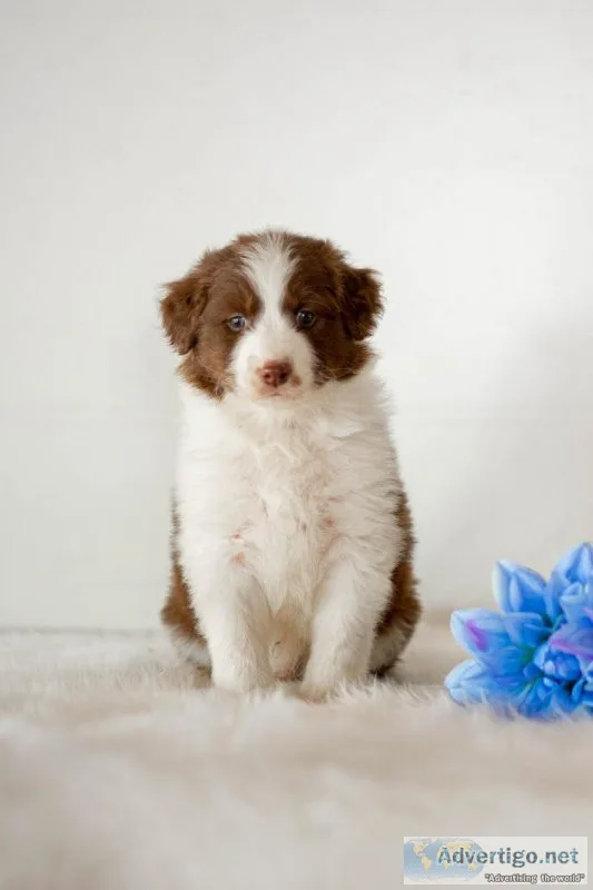 Gus Aussiedoodle