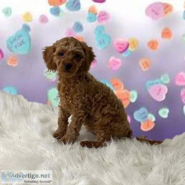 Tucker cavapoo