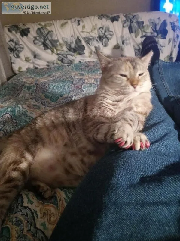 Beautiful Cat Free To Home