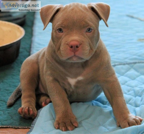 BO - AMERICAN BULLY PUPPY FOR SALE