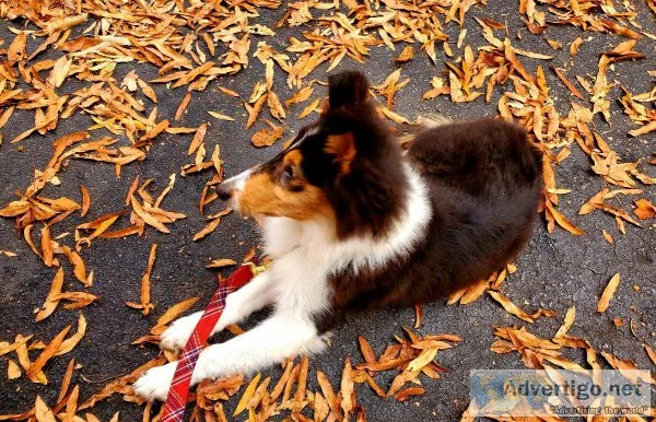 Collie Tricolor