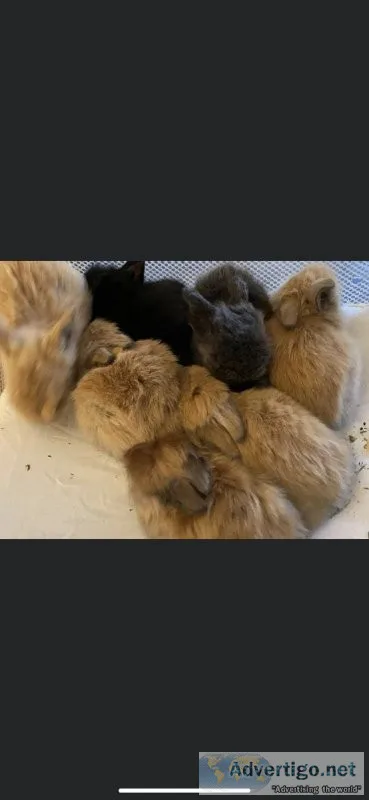Free Pet Rabbits