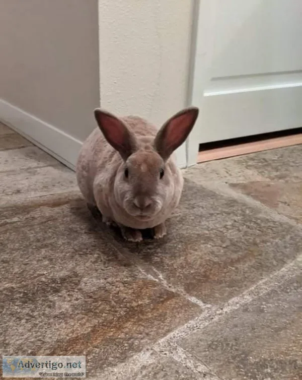 Buster the Bunny