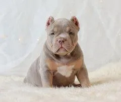 RIPPER - AMERICAN BULLY PUPPY FOR SALE