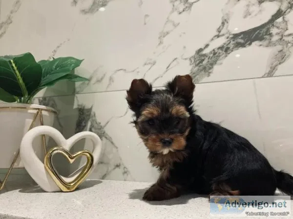 Teacup yorkie