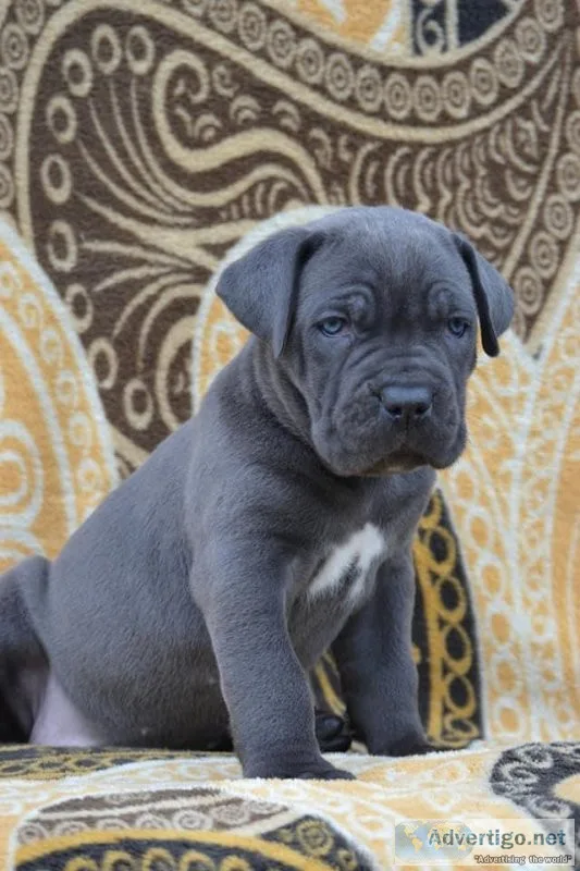 Cane corso  puppies available now