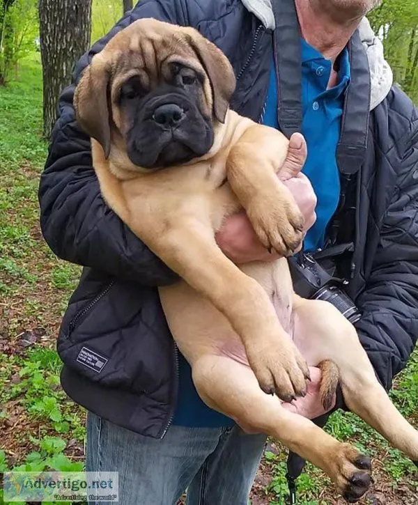 Bull mastiff puppies available