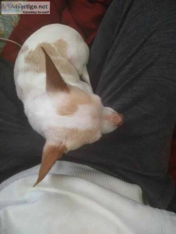 Chihuahua