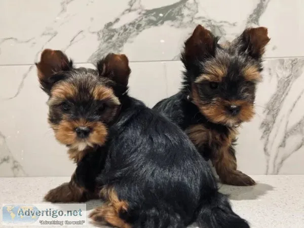 Teacup yorkie