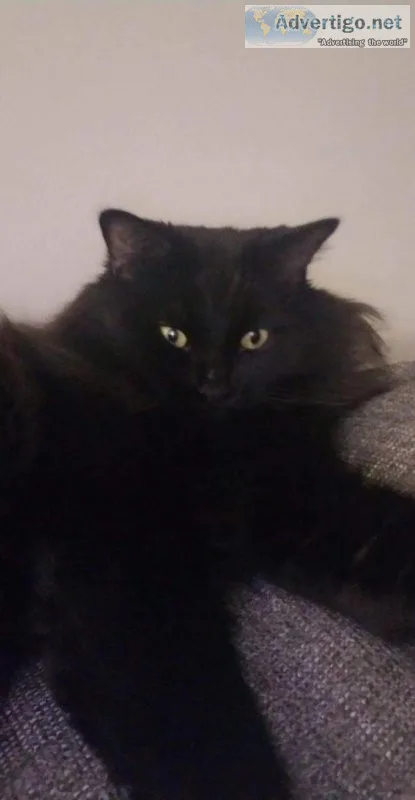 Long haired black cat.