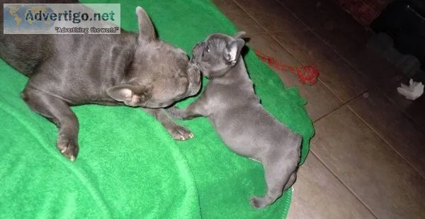 Rehoming AKC French Bulldog pup