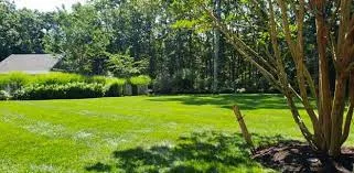 Find tree removal service in southampton