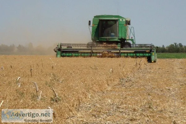 Easy Harvesting of Peas by Using Combine Concave System Technolo