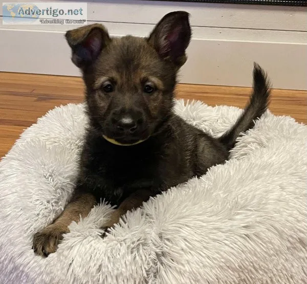 German Shepherd Puppies