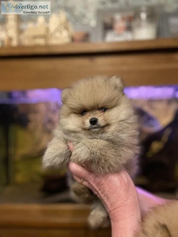 Beautiful Pomeranian puppies boys and girls kc registered