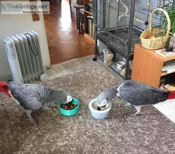 African grey