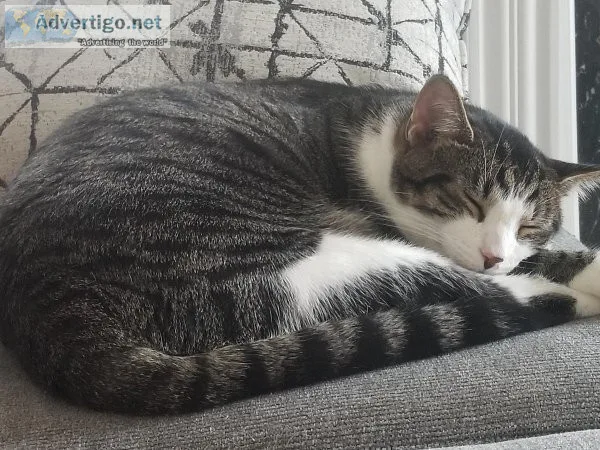 Gray and white indoor cat