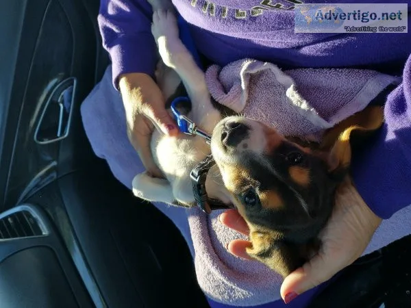 AKC pocket beagle