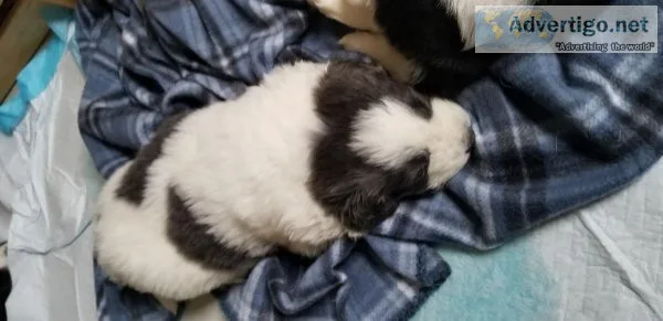 Newfoundland puppies
