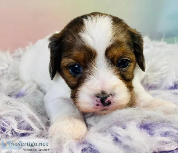 Lulu Cavapoo