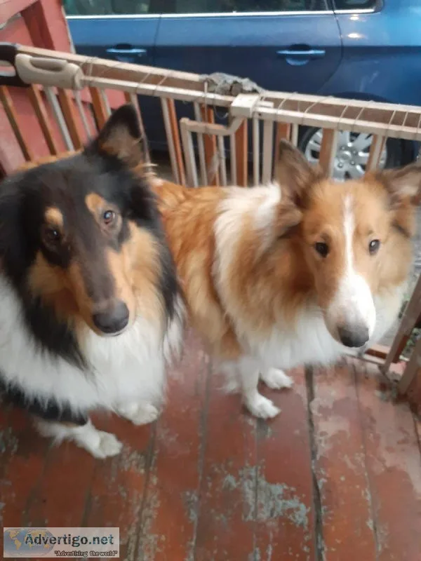 Collie Puppies sable and white