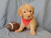 Bruno Mini Labradoodle