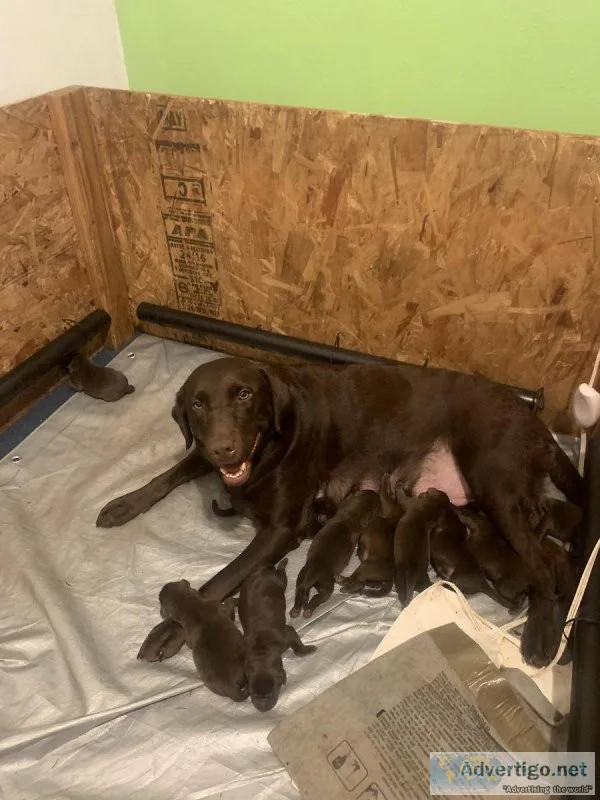 Chocolate Labrador Puppies for sale (LakewoodTacoma)