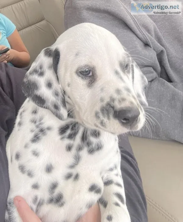 Dalmatian puppy