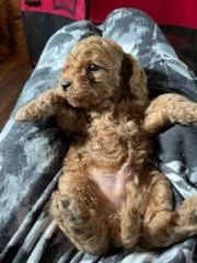 Cockapoo puppies