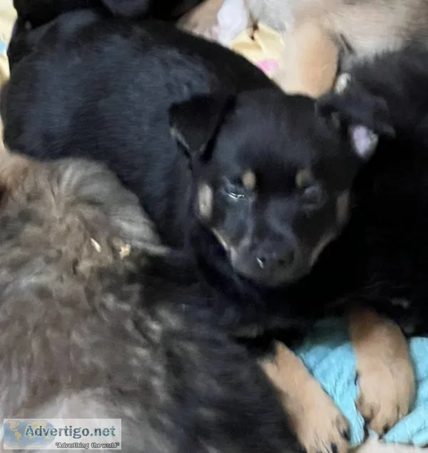 Pomeranian mix puppies