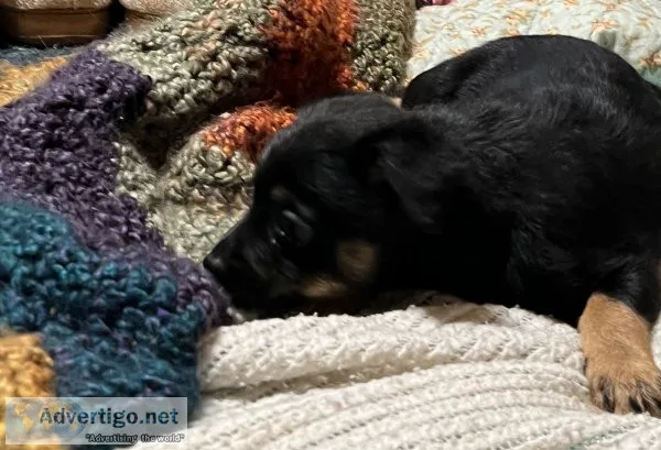Pomeranian mix puppy for sale
