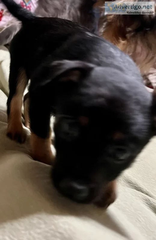 Pomeranian mix puppies