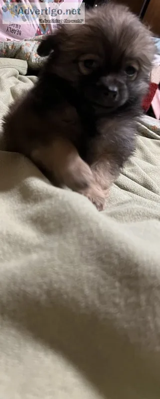 Pomeranian mix female puppy for sale