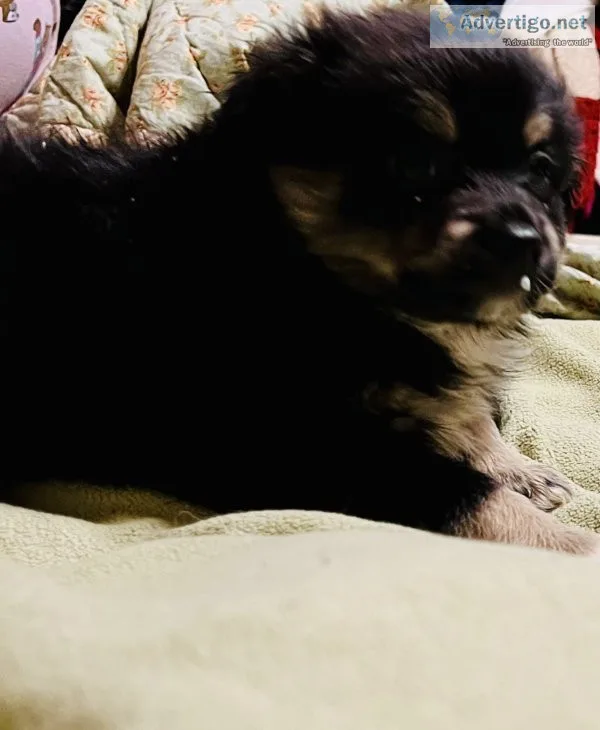 Pomeranian puppy for sale