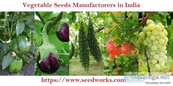 Vegetable Seeds Manufacturers in India  Seedworks.com